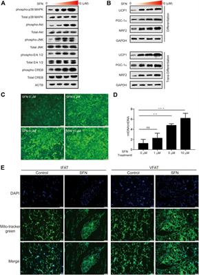 The Protective Effects of Sulforaphane on High-Fat Diet-Induced Obesity in Mice Through Browning of White Fat